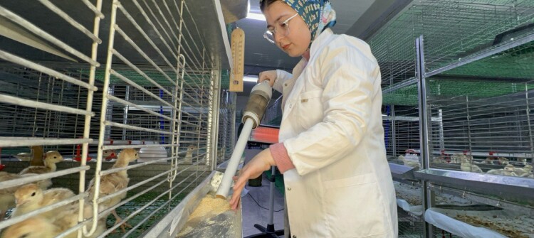 Four University Students Establish Turkey Breeding Project