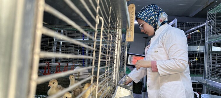 کاتێک خوێندن لەگەڵ پراکتیکدا یەکدەگرێتەوە<BR>سێ كچ و كوڕە خوێندكارێكی زانكۆ پرۆژەی بەخێوكردنی قەل دادەنێن