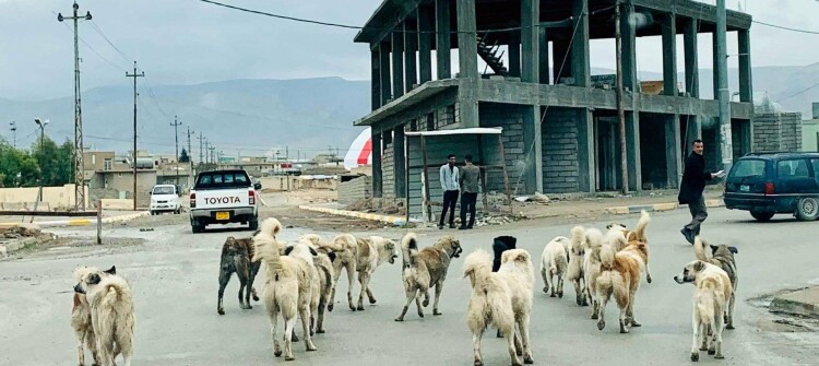 Şengal “Başıboş köpekler” ile boğuşuyor...