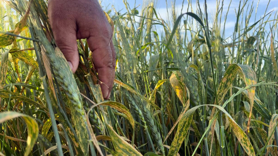 Fungal disease hits 27,000 hectares of wheat crop within weeks in Kirkuk