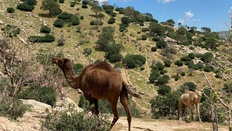 الإبل تُجبر رعاتها على الهجرة من نينوى إلى جبال دهوك.. التغيرات المناخية هي السبب