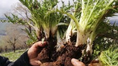 Spring Plants Quietly Ruined