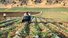 At Mercy of Dust: Farmers Fear for Their Crops