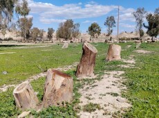 به ‌نزیكه‌یی 500 داری به‌ ته‌مه‌ن له‌ كفری بڕدراونه‌ته‌وه‌