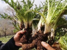 گیا به‌هارییه‌كان به‌ بێده‌نگی له‌ناوده‌برێن<br>نه‌ شاره‌زایی ره‌نگه‌ كۆتایی به‌ كه‌نگر و رێواس بهێنێت