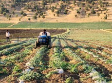 At Mercy of Dust: Farmers Fear for Their Crops
