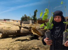 صاعقة تحرم أطفال قرية سيد حسين من ظل شجرة عمرها 80 عاماً