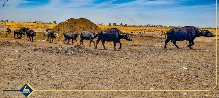 مرداربونەوەی 220 گامێش لە كەركوك<br>گامێشەوانەكان دەڵێن هۆكارەكەی پیسبونی ئاوی روباری خاسەیە