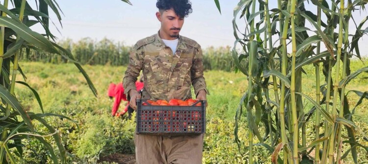 رداً على طلب رئيس مجلس المحافظة... زراعة كركوك: لن نوقف إجراءاتنا