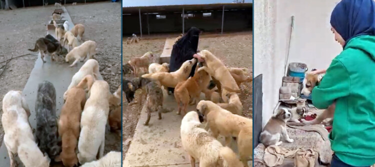 كەركوك بەدەست سەگی بێلانەوە پەرێشانە<br>كوشتن بە تاپڕ راگیراوە و شەڵتەرەكەش بە "كەڵك نایەت"