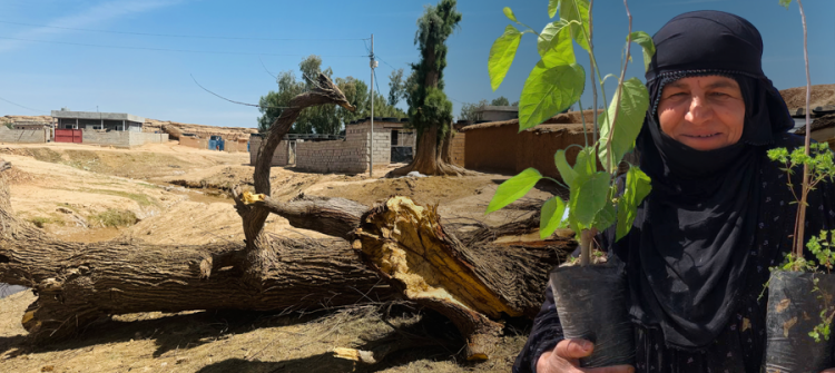 Remote Village Laments 80-Year-Old Tree Burnt by Thunderstorm