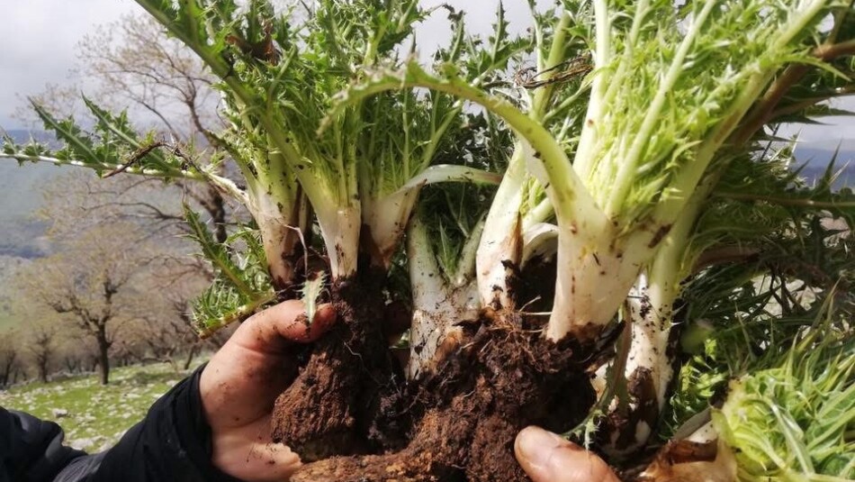 گیا به‌هارییه‌كان به‌ بێده‌نگی له‌ناوده‌برێن<br>نه‌ شاره‌زایی ره‌نگه‌ كۆتایی به‌ كه‌نگر و رێواس بهێنێت