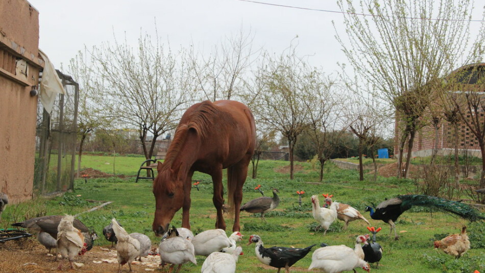 ‘Jiyan Vakfı’:Sürdürülebilir temiz su ve hayvansal atıkların değerlendirilmesi çevre dostu girişim