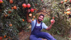 Orchards of Pomegranate in Shahraban, an icon overlooked