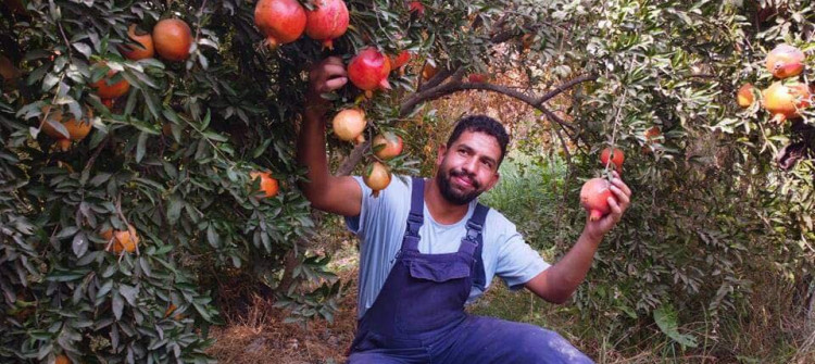 Orchards of Pomegranate in Shahraban, an icon overlooked