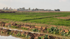 Federal Mahkeme 4000 dönüm tarım arazisini Kürt çiftçilere iade etti