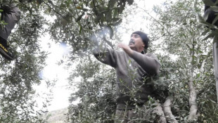 Fotoğraflarla Laleş Tapınağı’nda zeytin hasadı