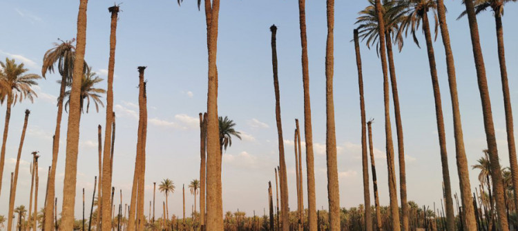Lawmaker traces bulldozing Khanaqin palm groves