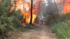 New trees to replace those burnt in Mosul Forest fire