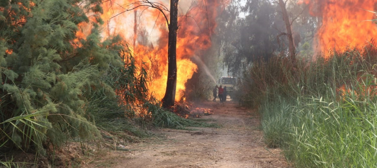 Musul’da orman yangınlarından sonra binlerce ağaç dikildi