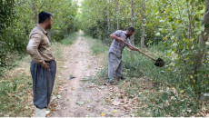 Less fruits due to climate change