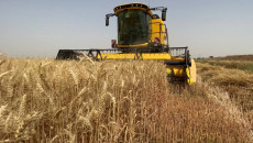 Harvest in May instead of June in fear of ISIS Fire