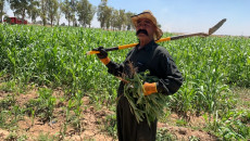 ململانێ لەپێناوی مانەوەدا<br>كاكەییەكان لەبەردەم سێ بژاردەی نەخوازراودا