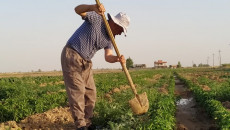 Kaka’i farmer becomes bankrupt thrice due to Daesh and Covid-19