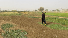Kirkuk court rescinds agricultural contracts for two Kurdish farmers