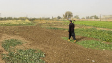 Convicted Kurdish farmers of Daquq released