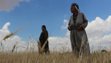 Kirkuk: wheat and barley crops damaged by heavy rainfalls and hailstones