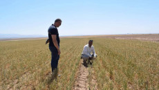 Farmers terrified sandstorms stop growth of crops