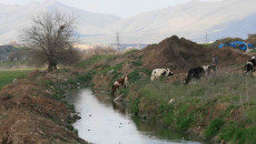 Two booby-trapped cows explode in Jalawla