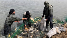 حكومەت: هەموو حەوزە ماسییەكان لەناودەبەین<br>ماسی داقوق بەرزترین نرخی لە 10 ساڵی رابردودا تۆماركرد