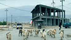 بەڕێوەبەری ڤێتەرنەری ناحیەی سنونێ:<br>بە یەك رۆژ 40 سەگی بەرەڵامان ژەهرخوارد كرد