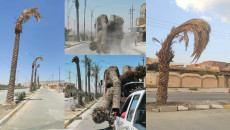 One third of Shingal palm trees dried & uprooted