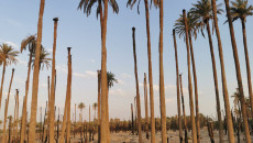 Palm tree farms turned into housing units