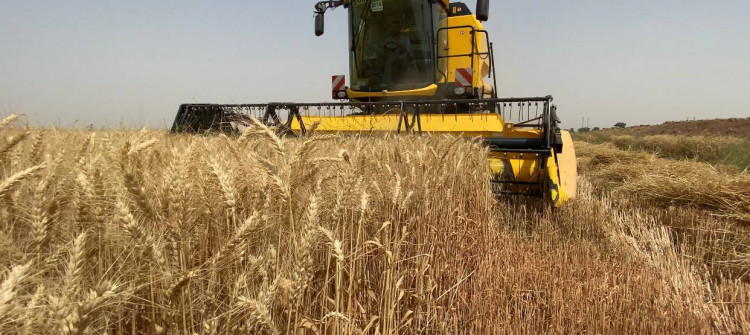 Harvest in May instead of June in fear of ISIS Fire