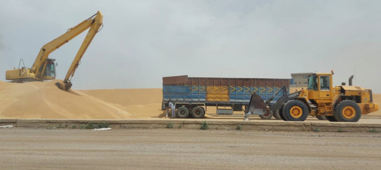 Khanaqin farmers prefer selling wheat to traders than government