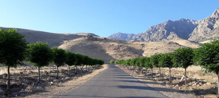 هەڵەبجە؛ گرەوی سەوزكردنی ژینگە دەباتەوە