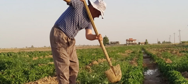 Kaka’i farmer becomes bankrupt thrice due to Daesh and Covid-19