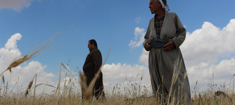 Kirkuk: wheat and barley crops damaged by heavy rainfalls and hailstones