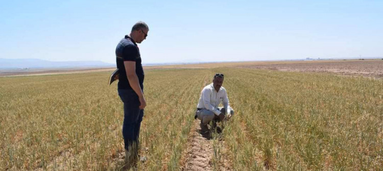 Farmers terrified sandstorms stop growth of crops