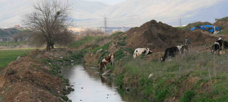 Two booby-trapped cows explode in Jalawla