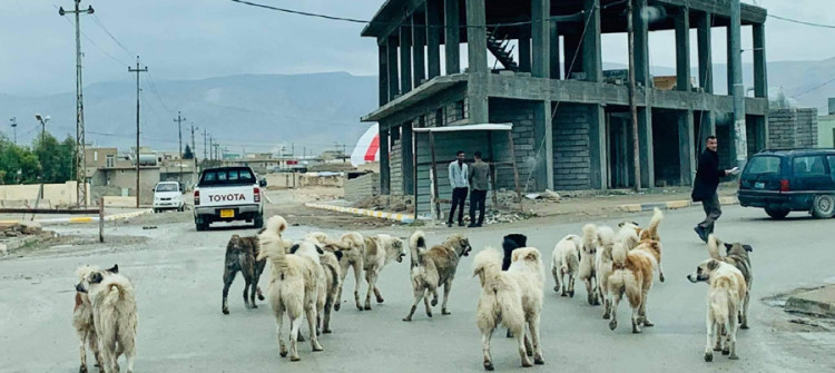 باستخدام السم .. قتل 200 "كلب" سائب في سنجار خلال اسبوعين