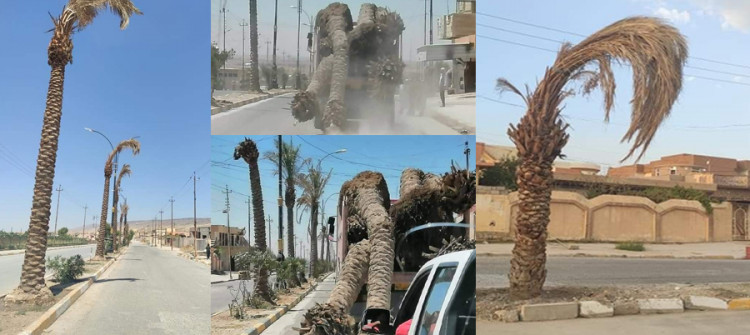 ثلث اشجار النخيل في سنجار جفّت واقتُلِعت