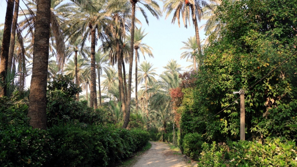 Sen Kobi orchard, a surviving memory of Jews’ presence in Khanaqin