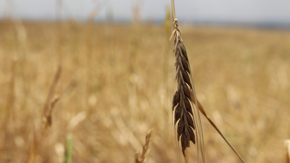 Due to effects of climate change lack of planning<br>Agriculture in Tilkef on brink of disaster