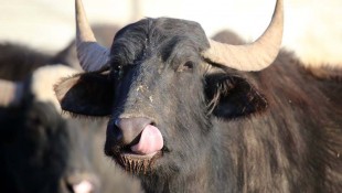 These families refuse to give up buffalo herding