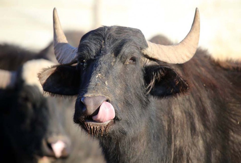 These families refuse to give up buffalo herding